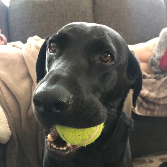 Meet your Posher, Kelsi - Picture 1 of 1